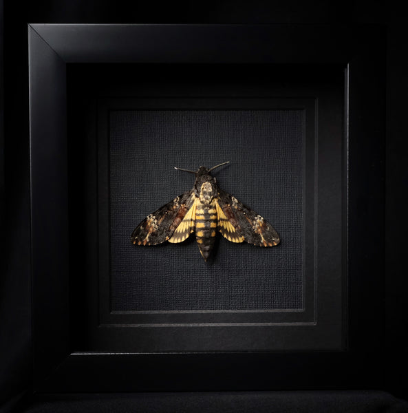 Deaths Head Hawk Moth