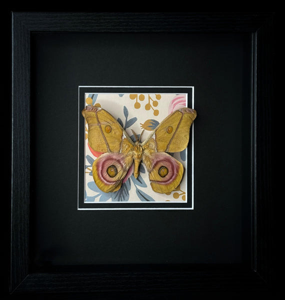 Framed Moth