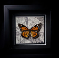 Monarch Butterfly