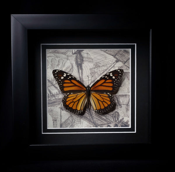 Monarch Butterfly