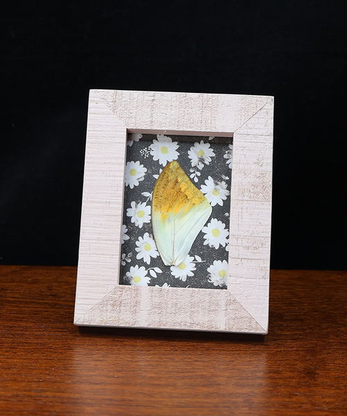 Warm Summers at Daybreak