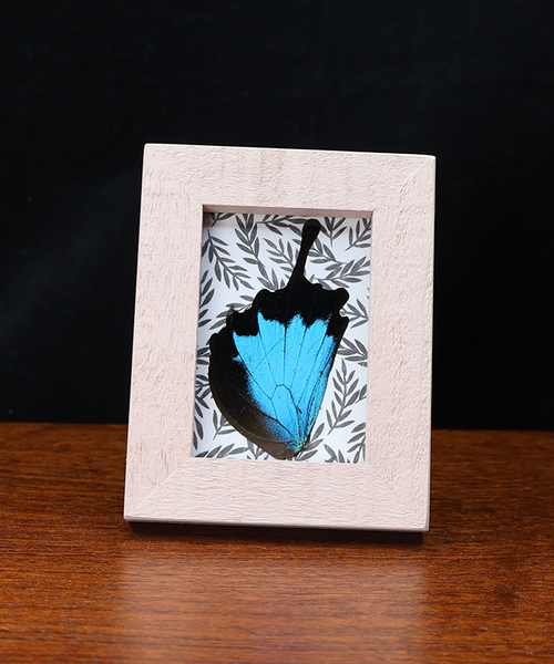 Wings of Enchantment