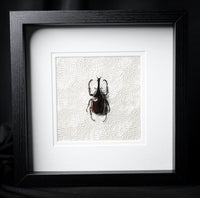 Brown Rhinoceros Beetle