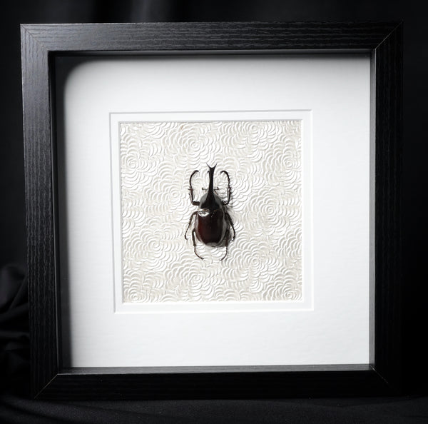Brown Rhinoceros Beetle