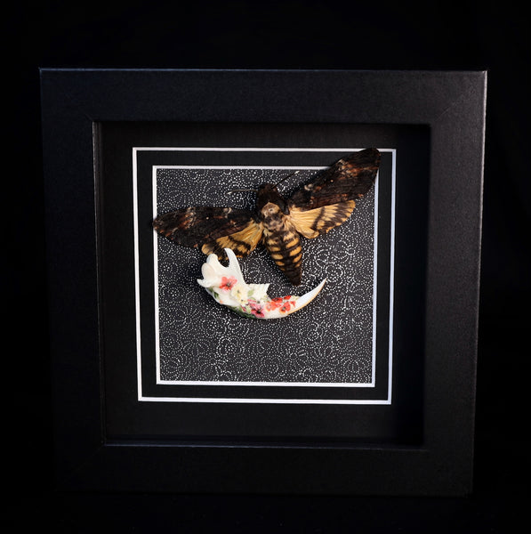 Deaths Head Hawk Moth