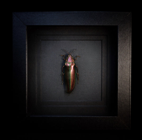 Rainbow Wood Boring Jewel Beetle