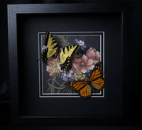 Monarch & Tiger Swallowtail