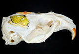Muskrat Skull