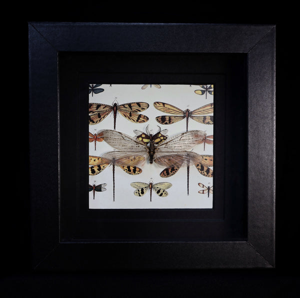 Spring Fishfly