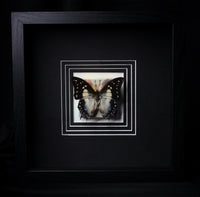 Tailed Emperor Butterfly w/ painting