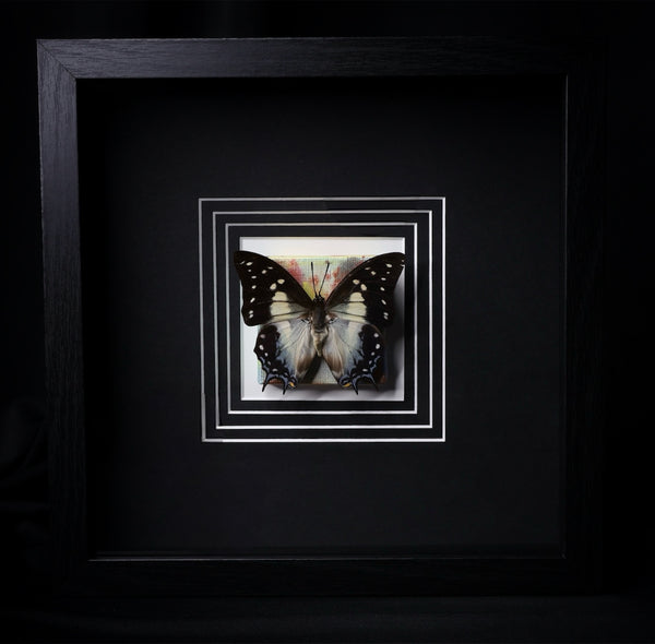 Tailed Emperor Butterfly w/ painting