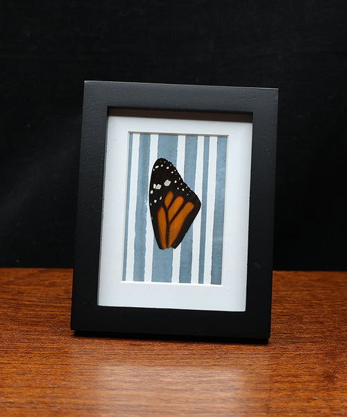 Monarch Stripes