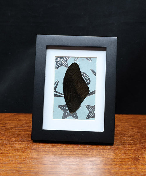 Stellar Seashell Glow