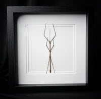 Stick Bug