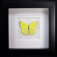 Buttercup Butterfly