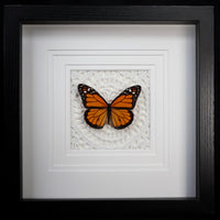 Monarch Butterfly