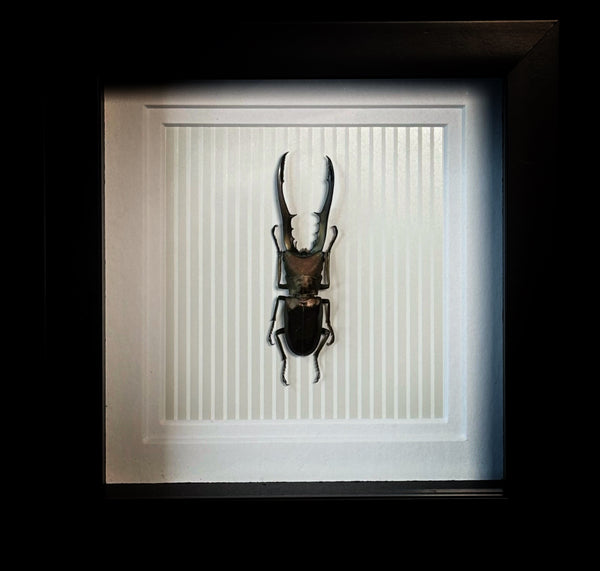 Stag Beetle