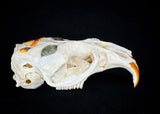 Muskrat Skull