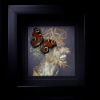 European Peacock Butterfly