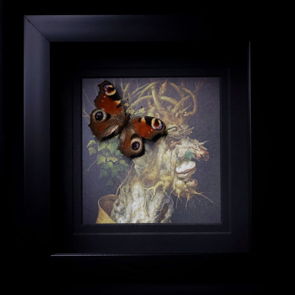 European Peacock Butterfly