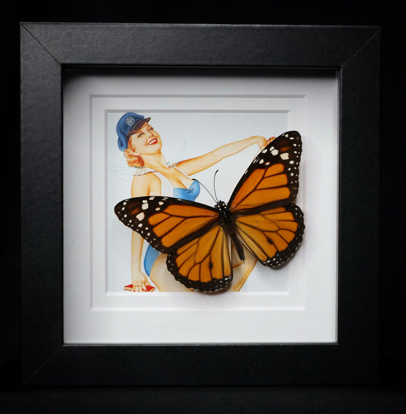 Monarch Butterfly