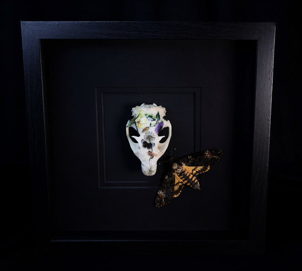 Deaths Head Hawk Moth