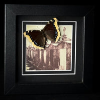 Mourning Cloak Butterfly