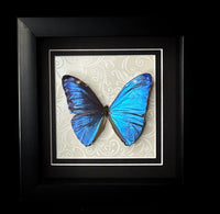 Morpho adonis