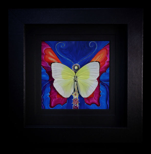 Statira Sulphur Butterfly