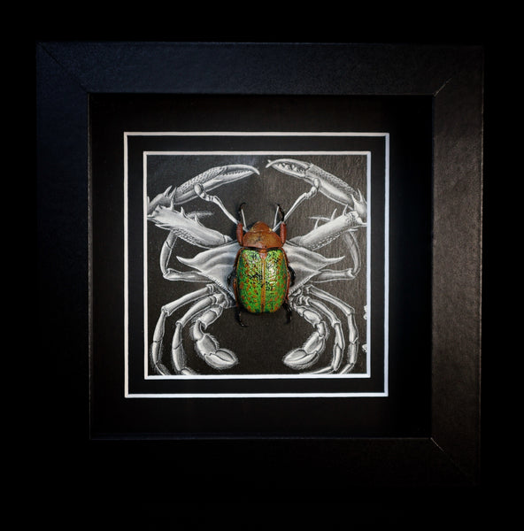 Chrysina victorina