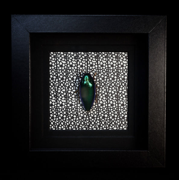 Green Jewel Beetle