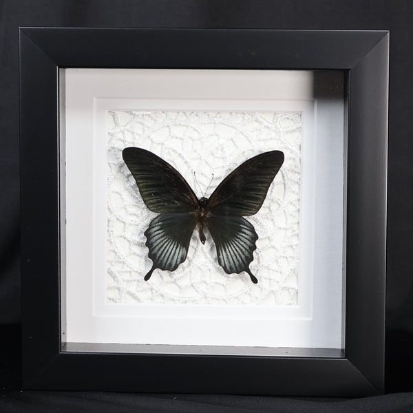 Asian Swallowtail