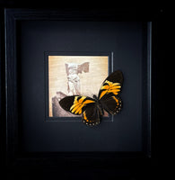 Papilio bachus