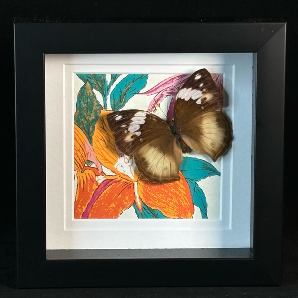 Framed Butterfly