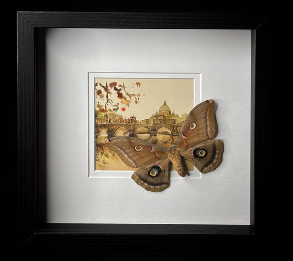 Polyphemus Moth