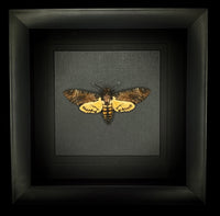 Deaths Head Hawk Moth