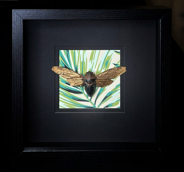 Gold Wing Cicada