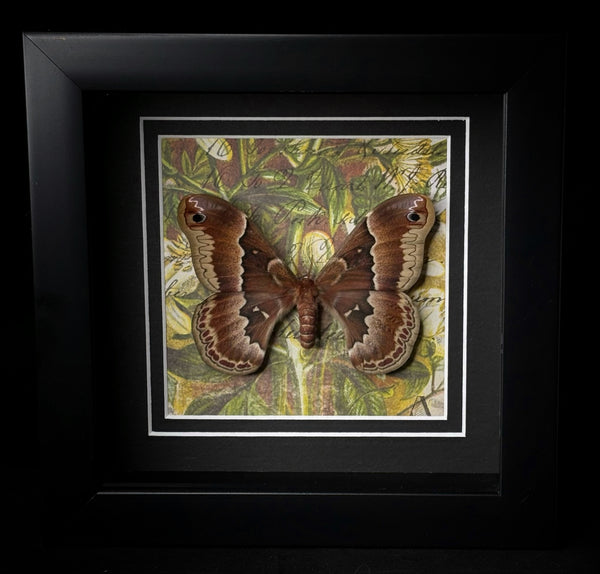 Promethea Moth