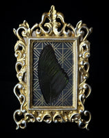 Framed Butterfly Wing