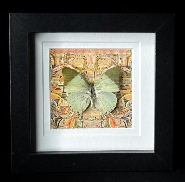 Common Green Charaxes