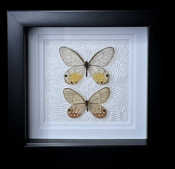 Glasswing Butterflies