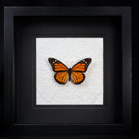 Monarch Butterfly