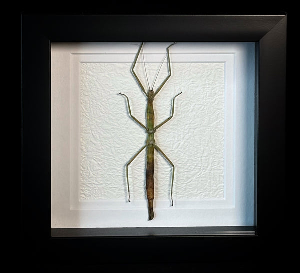 Stick bug