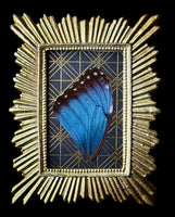 Blue Morpho Wing