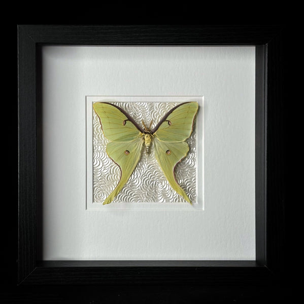 Luna Moth