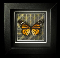 Monarch Butterfly