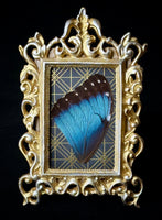 Blue Morpho Wing