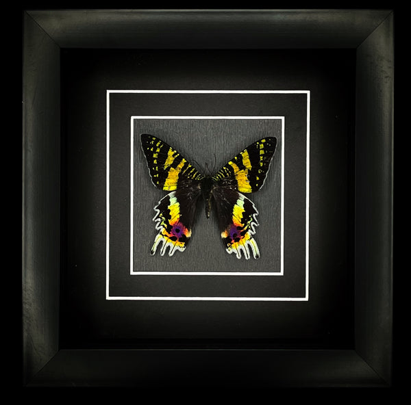 Madagascan Sunset Moth