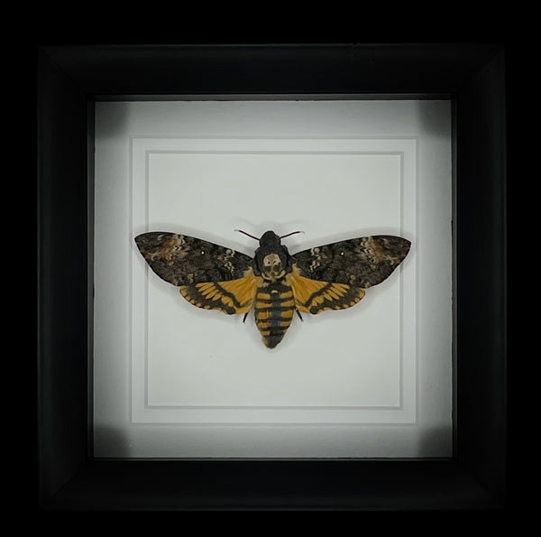 Deaths Head Hawk Moth