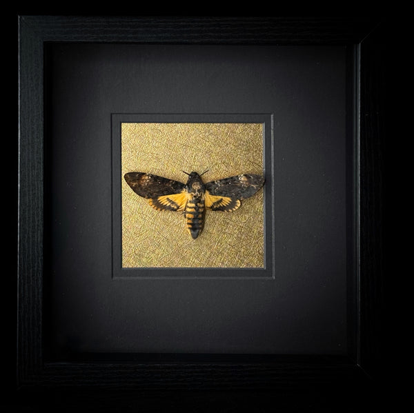 Deaths Head Hawk Moth